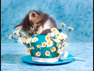 kitty_in_a_cup_flowers_blue_adorable_cat-BLqw.webp