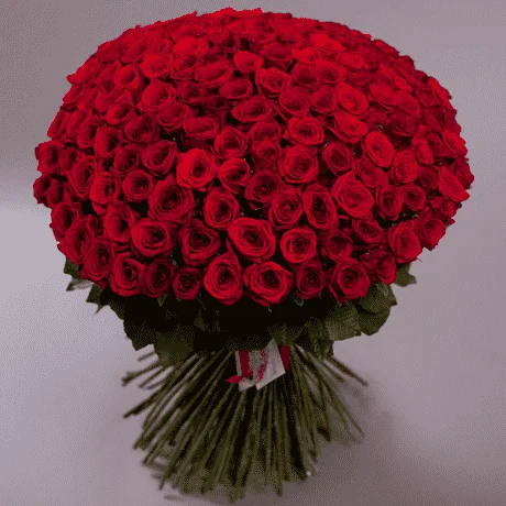 klass-red-rose-155.webp
