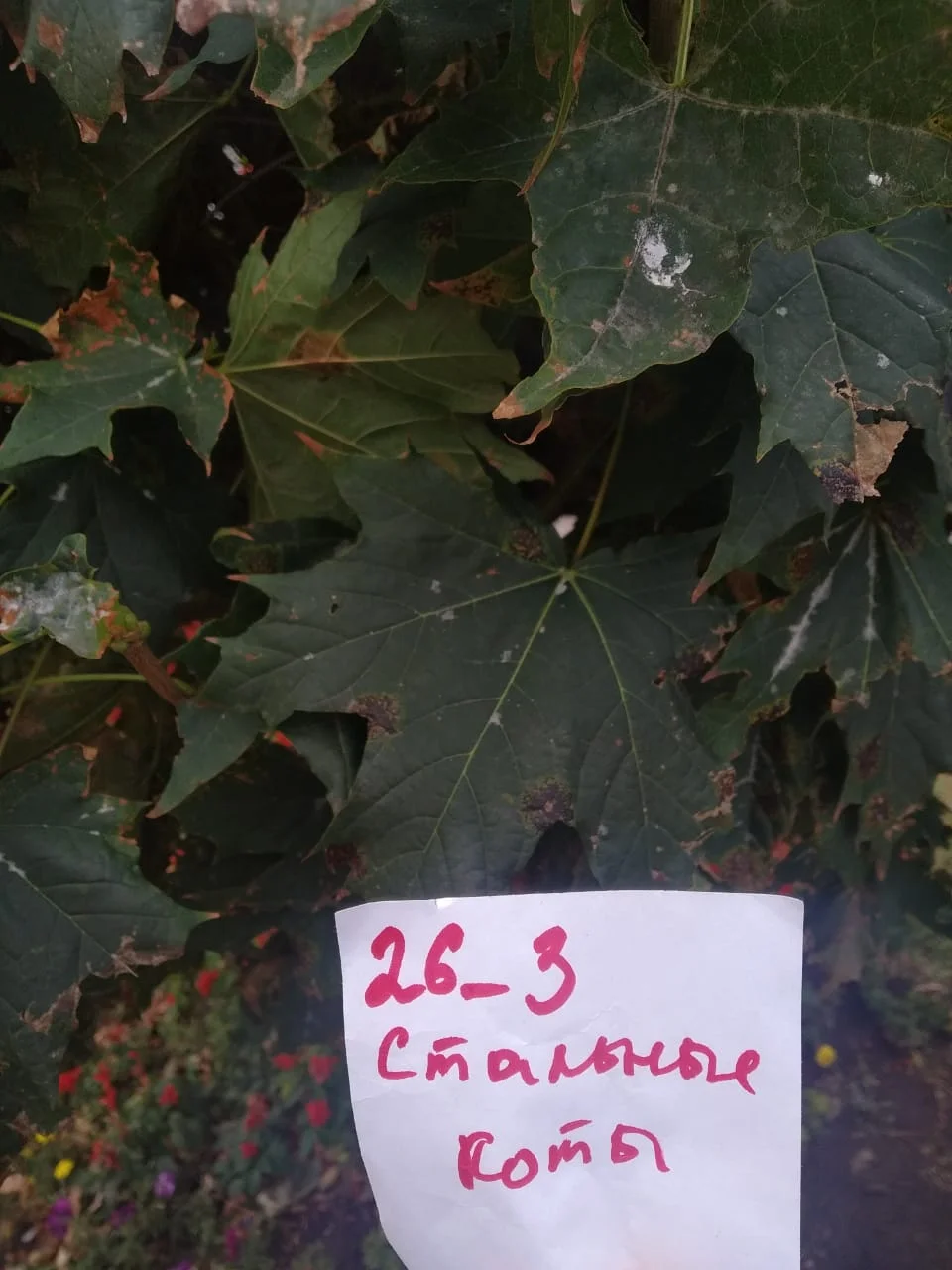 клен канадский.webp