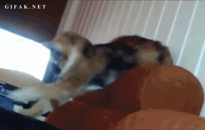 клевый носочек.gif