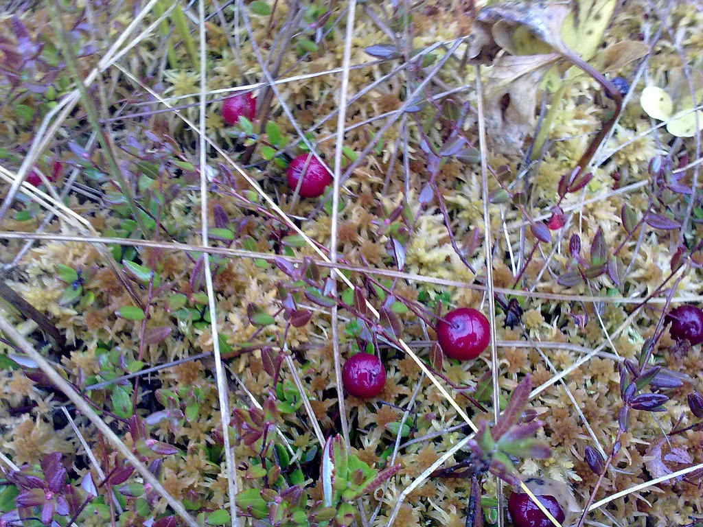 клю на бо.webp