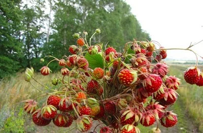 клубничка.webp