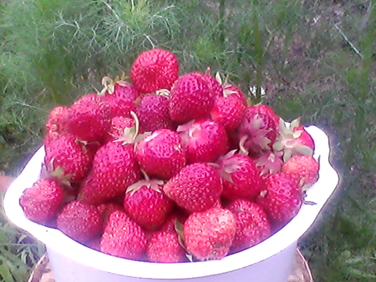 клубника черешня 003.webp