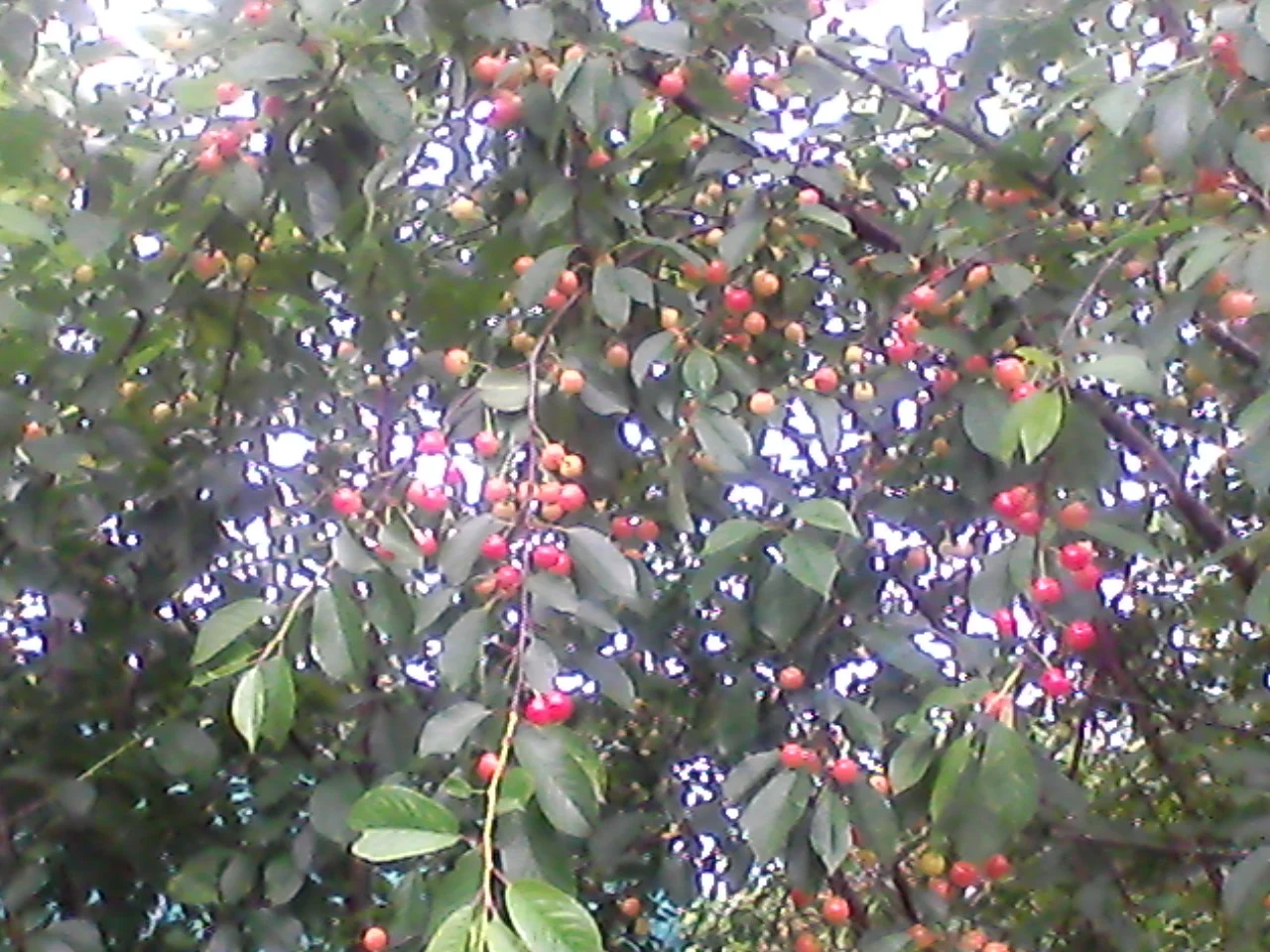 клубника черешня 010.webp