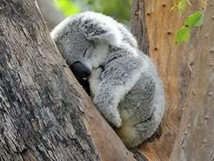 koala_schlafen_klein.webp