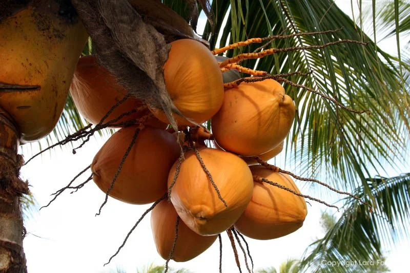 кокос маврикий.webp