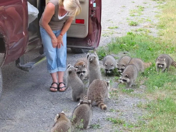 комитет по приветствию.webp