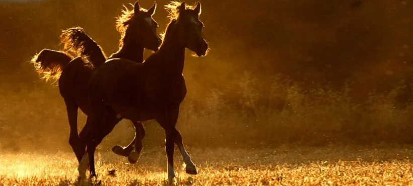 конь огонь.webp