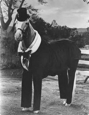 конь в пальто.webp