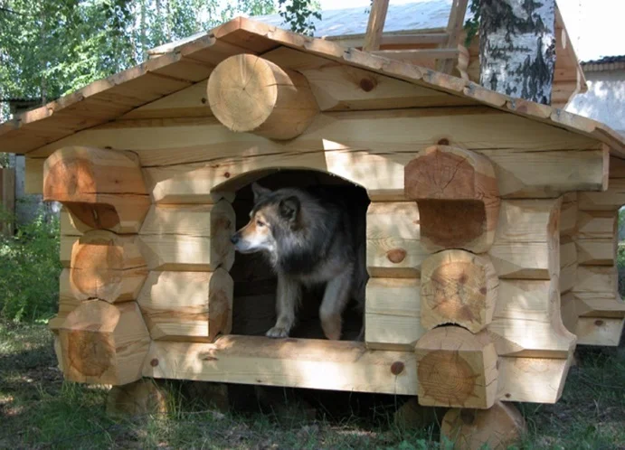 konura_dlya_sobak_3.webp