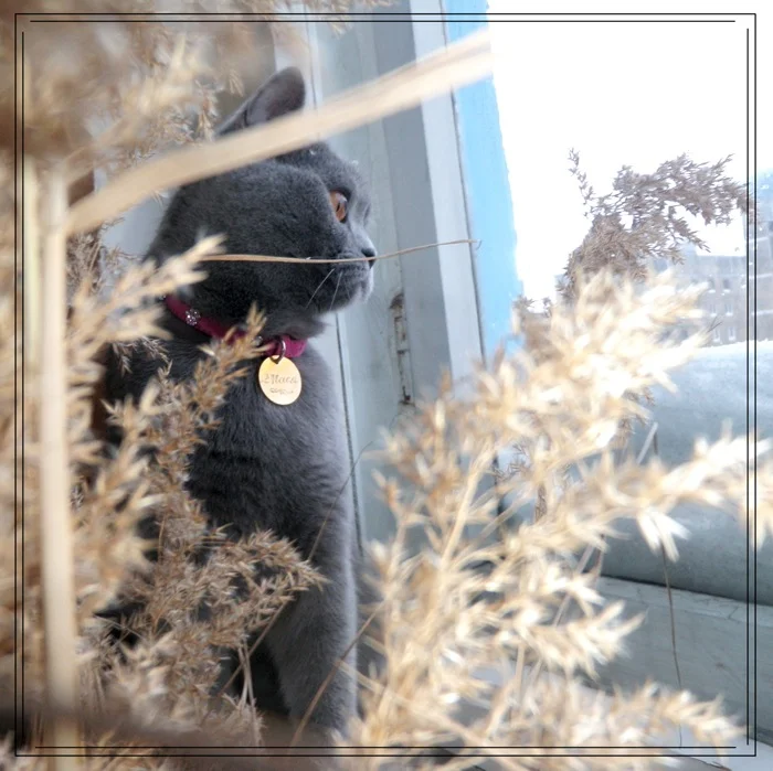 кориннарильjpg (1).webp