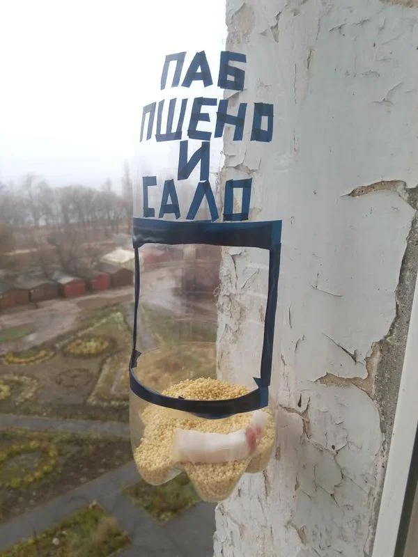 кормушка-3530156.webp