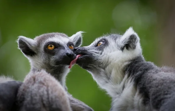 koshachiy-lemur-katta-lemury-4550[1].webp