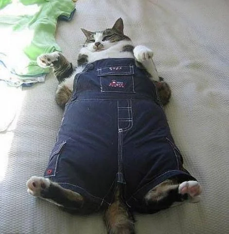 кошара.webp