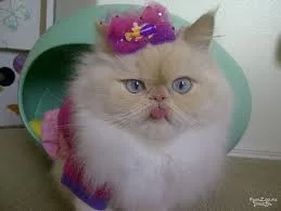кошка красотка.webp
