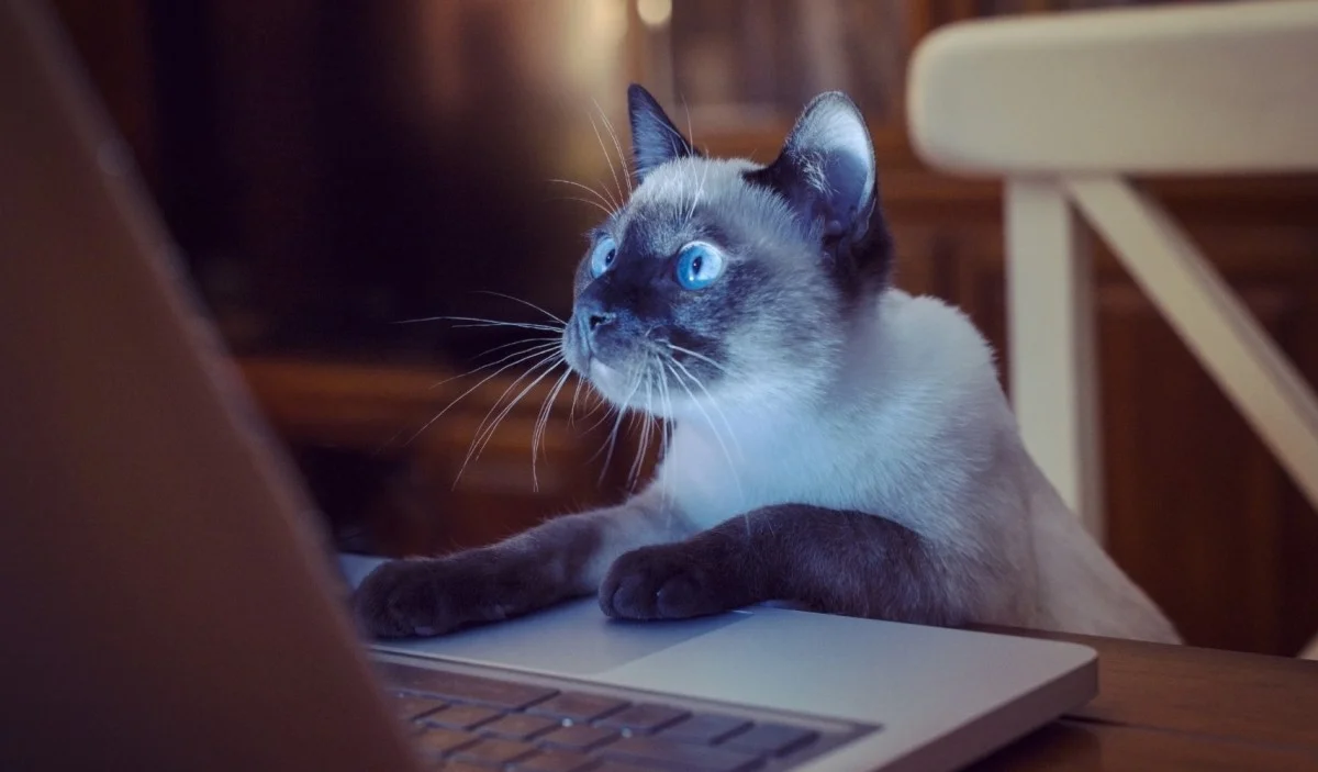 кошка на ноуте.webp