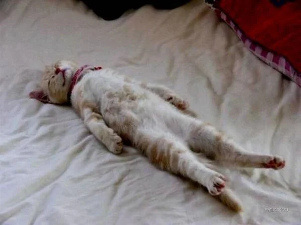 кошка расслабилась)).webp