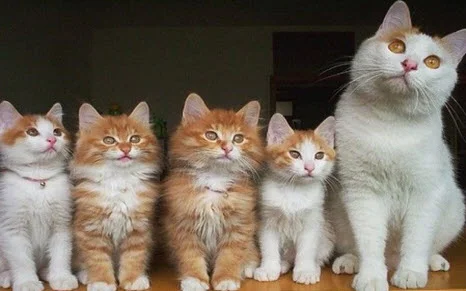 Кошка-с-котятами.webp