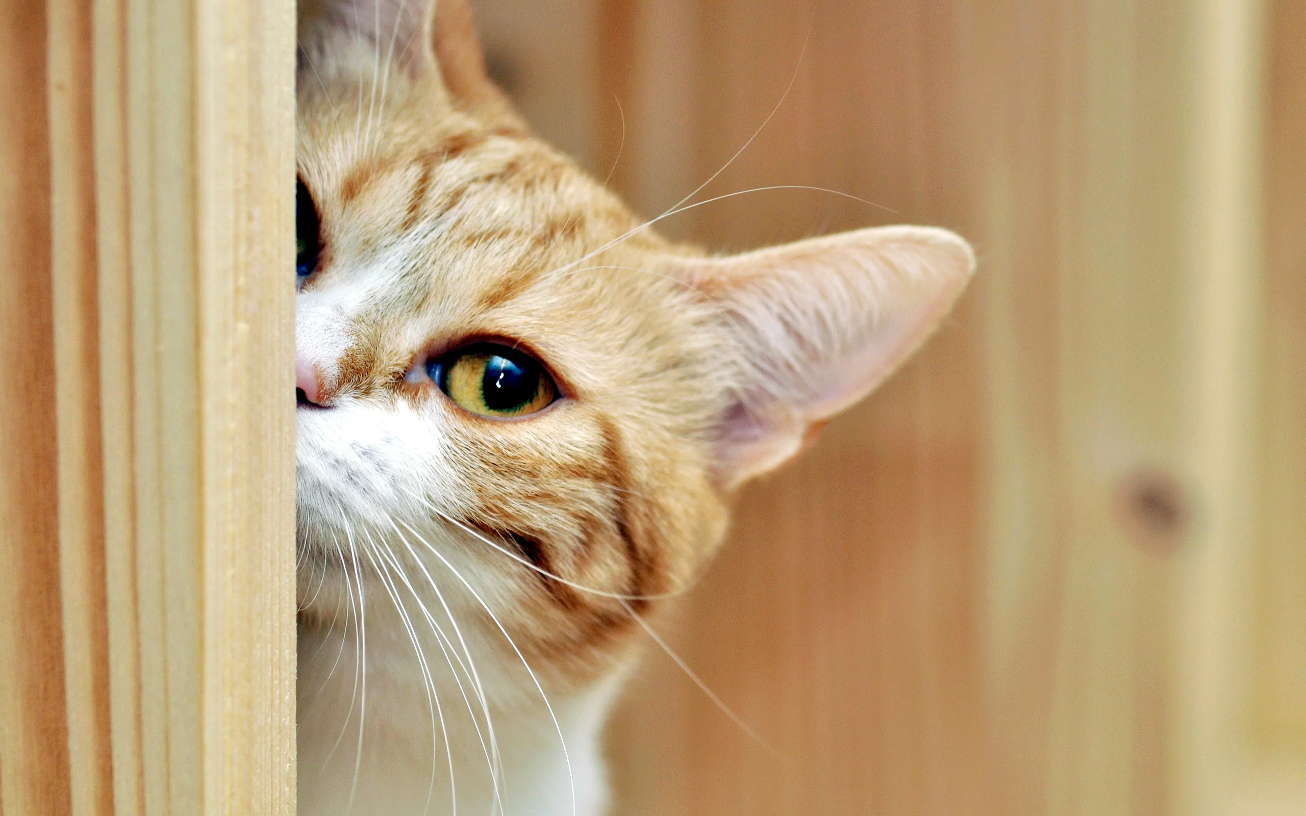 koshka-vzglyad-dom-7383.webp