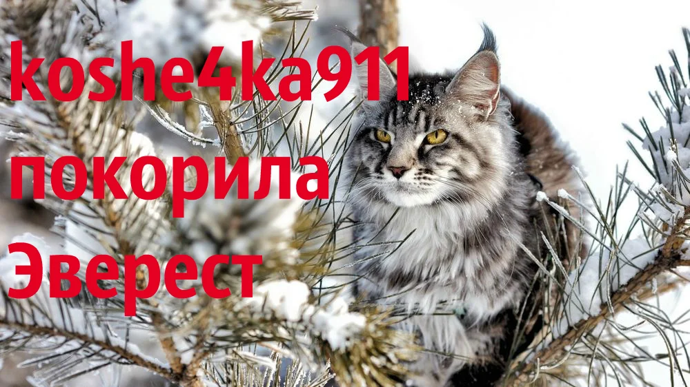кошка.webp