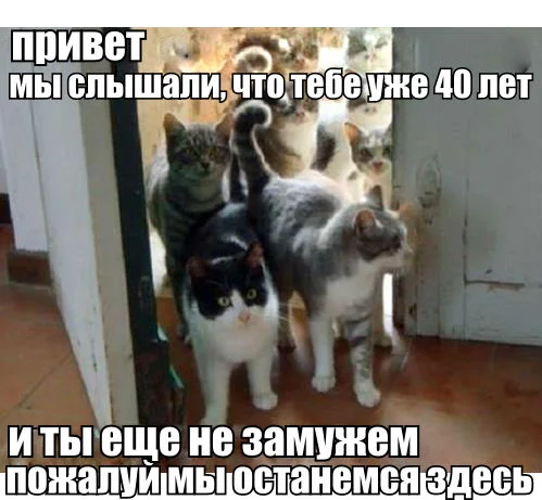 кошки-живность-монокомикс-песочница-844800.webp