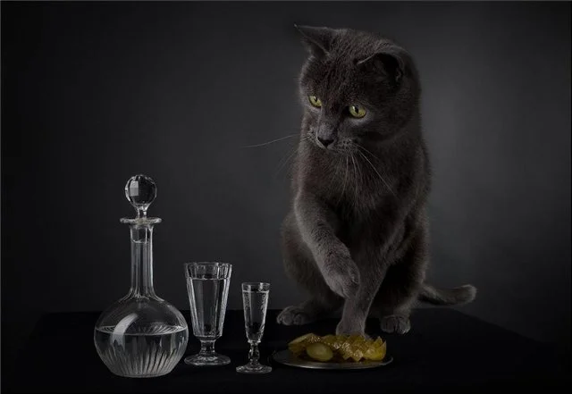 кот алконавт.webp