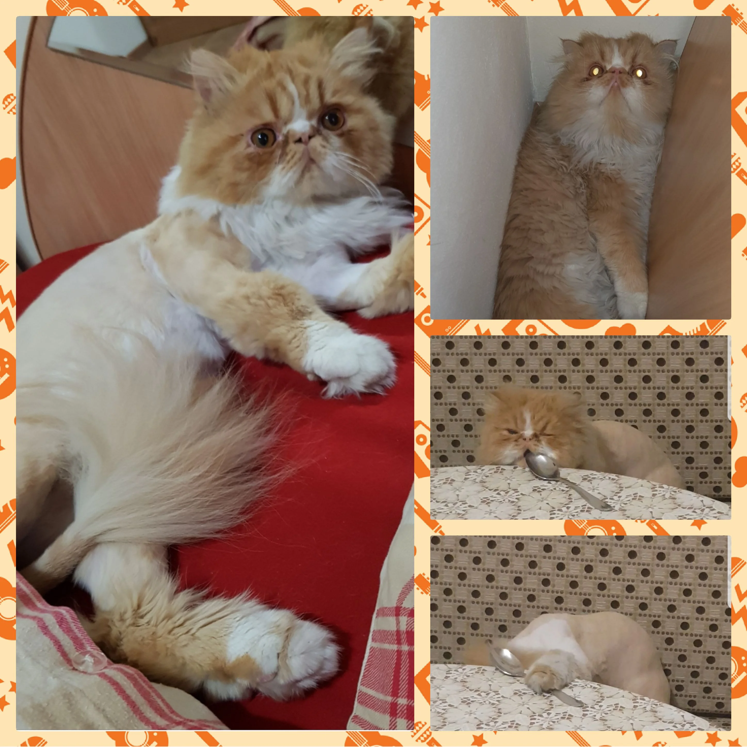 кот Амур 1.webp