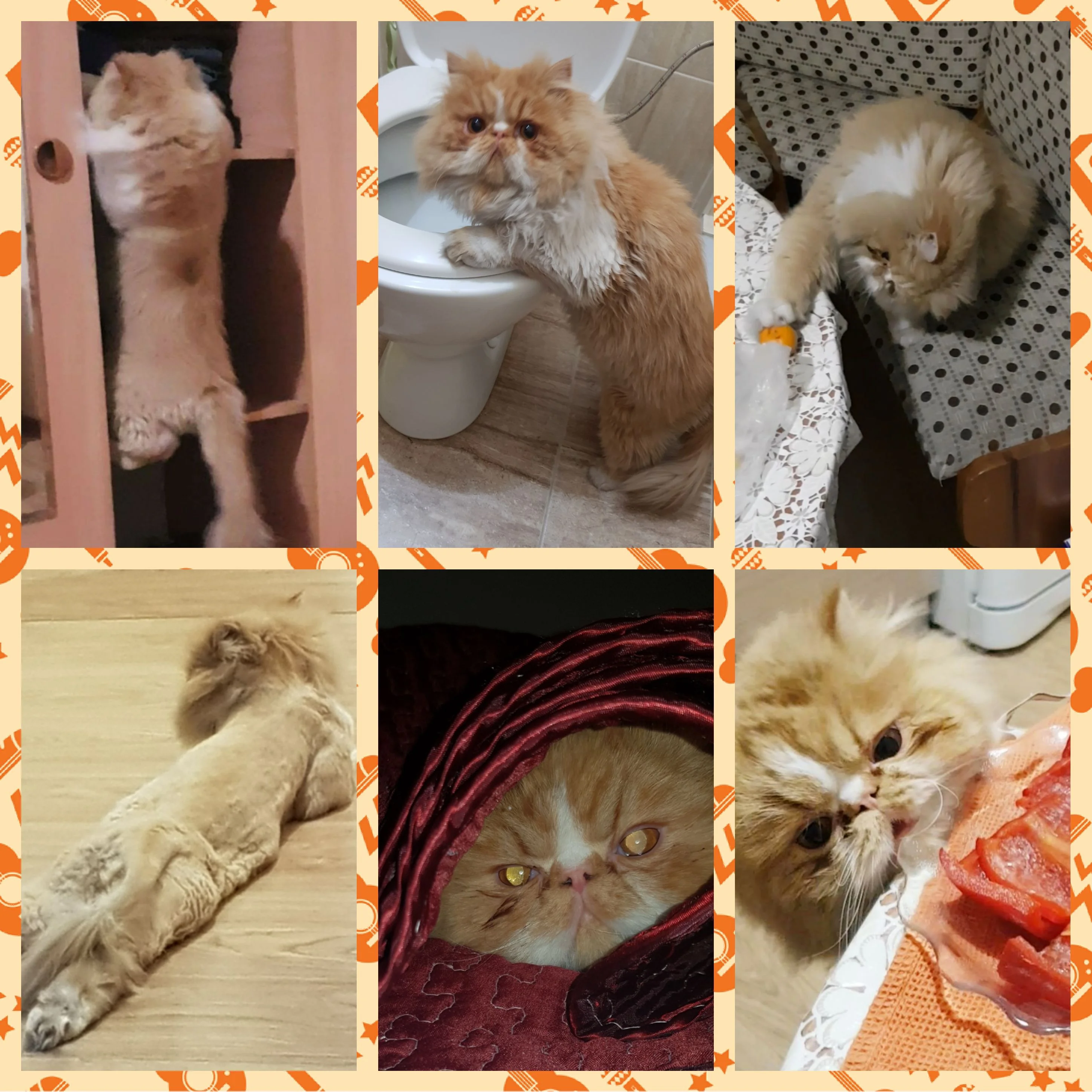 кот амур -2.webp