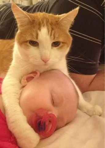 кот баюн..webp