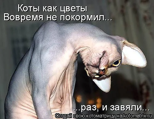 кот ццве.webp