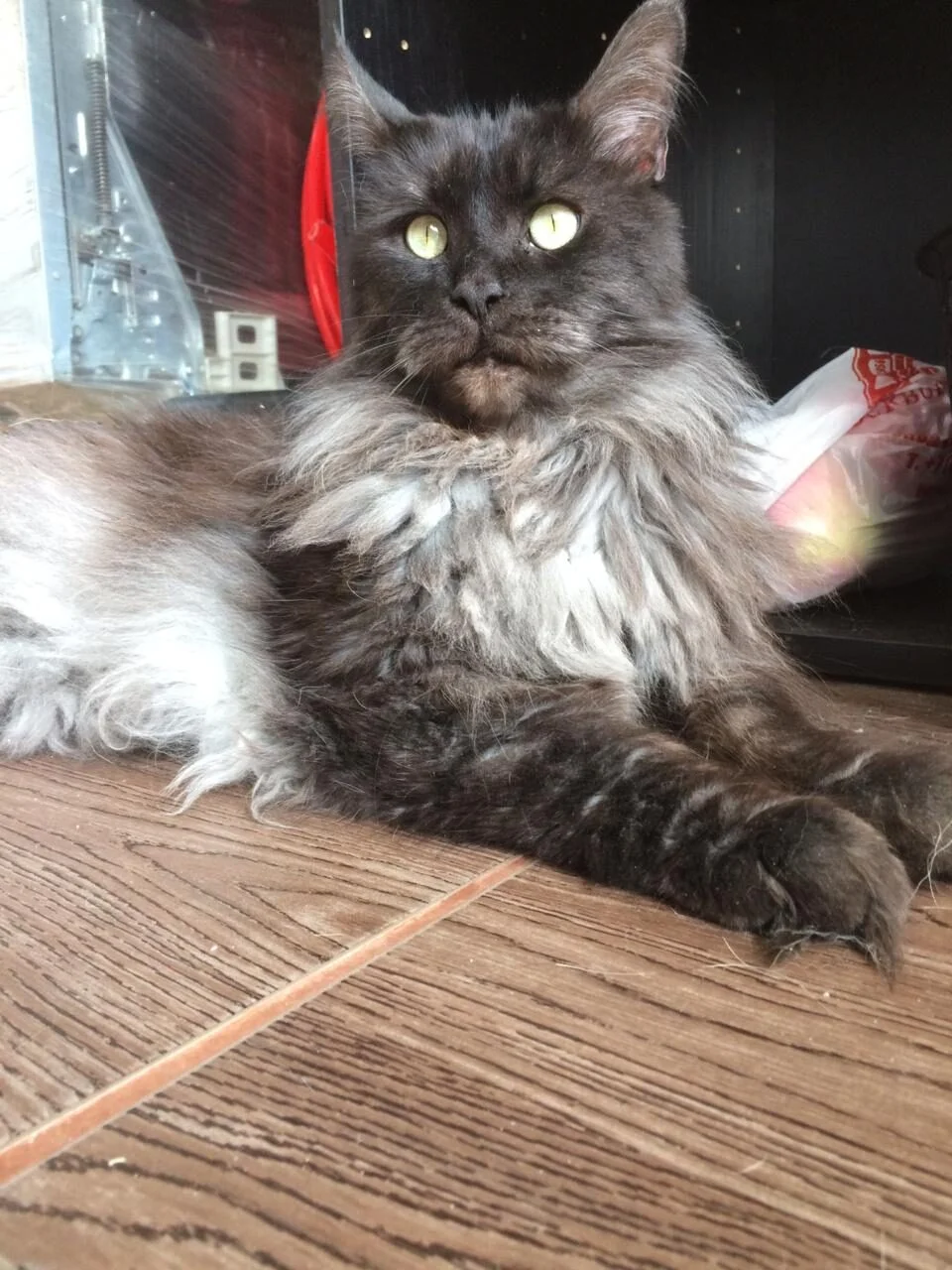 кот черный.webp