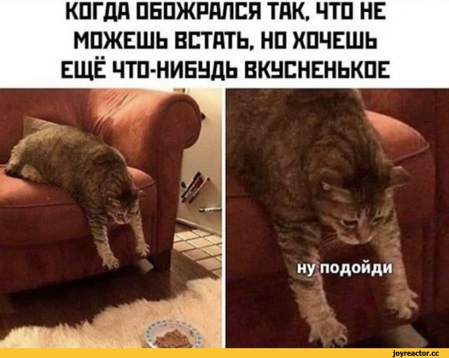 кот-еда-поел-но-хочется-еще-6459225.jpeg