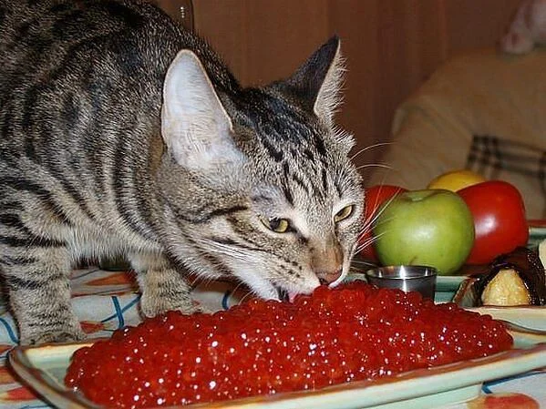 кот-ест-икру.webp