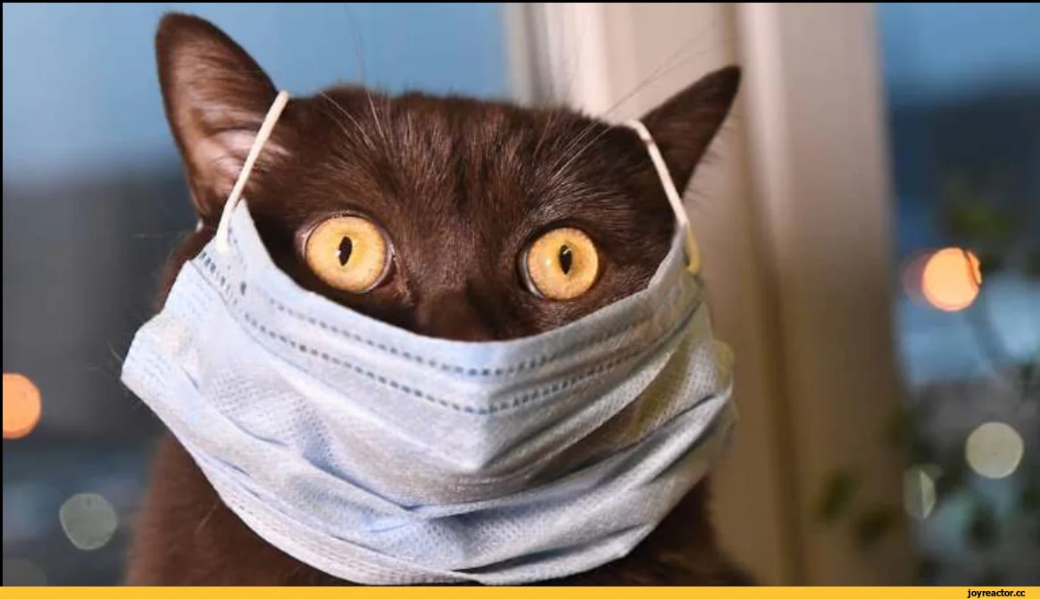 кот-exploitable-коронавирус-маска-5715568.webp
