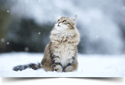 Кот.gif