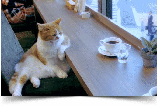 кот грусть.gif