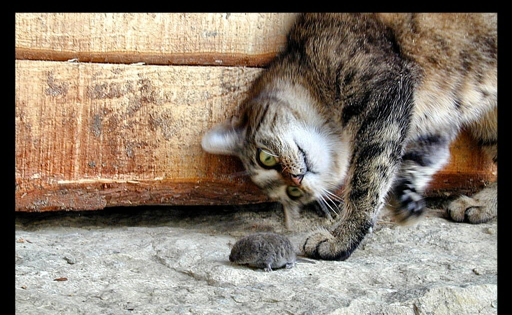 КОТ И МЫШКА.jpg