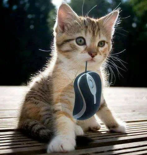 кот и мышка.webp