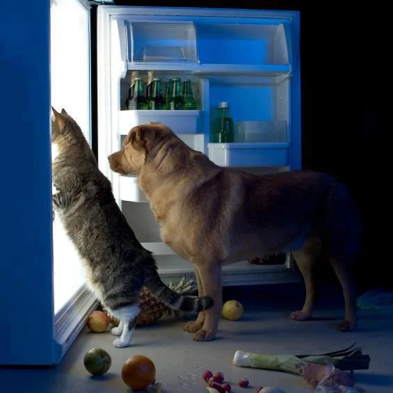 kot-i-pes-razoryaut-holodilnik[1].webp