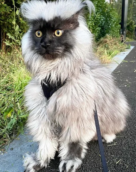 КОТ ЙЕТИ--2.webp