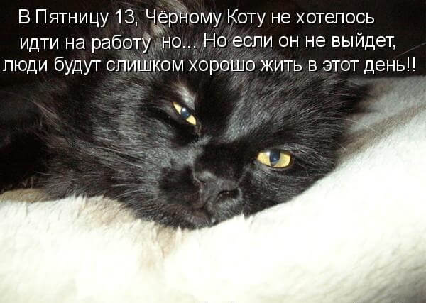 кот.jpg