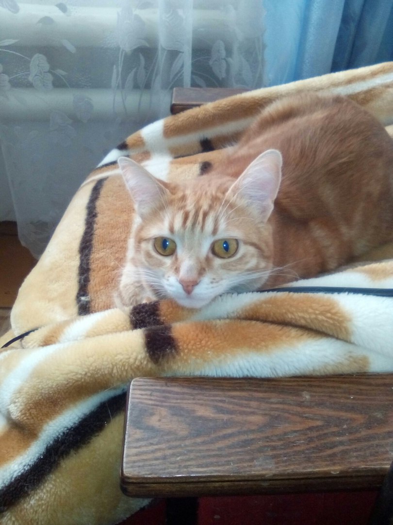 кот.jpg