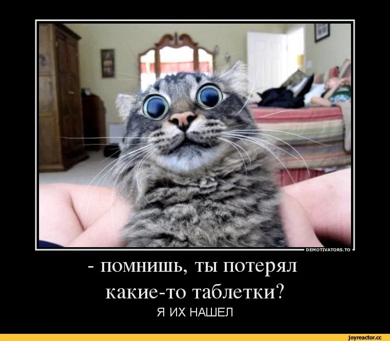 кот-картинки-валерьянка-2774213.webp