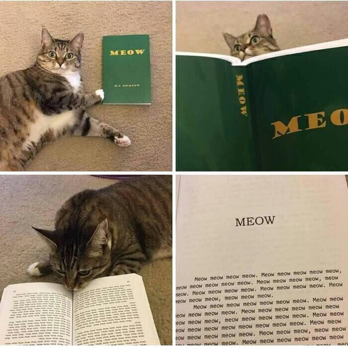 кот книга.jpg