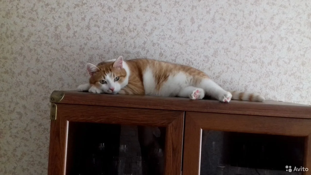 Кот Лёпка.webp