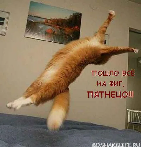 кот летающий.webp