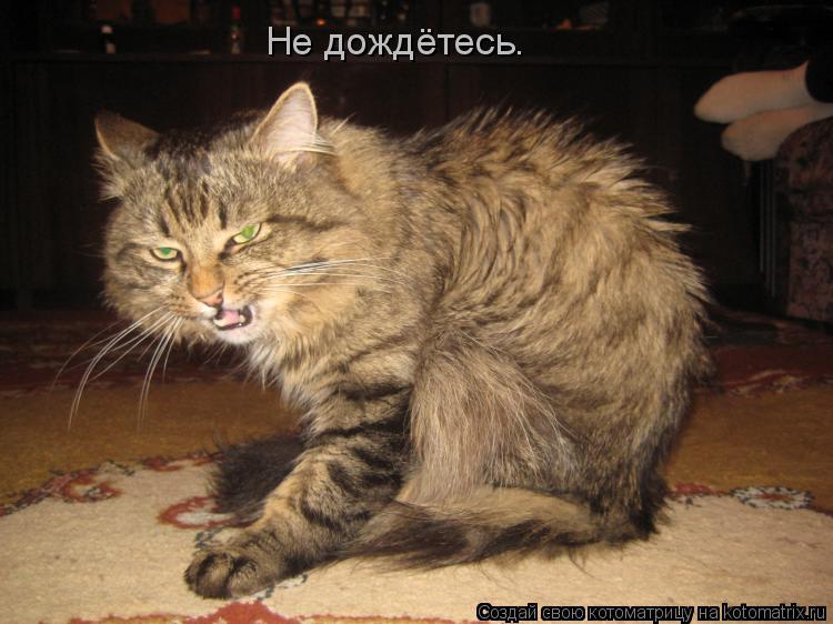 Кот не дождетесь.jpg