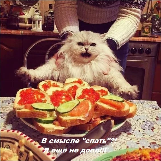 кот обжорка.webp