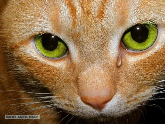 кот плачет.webp