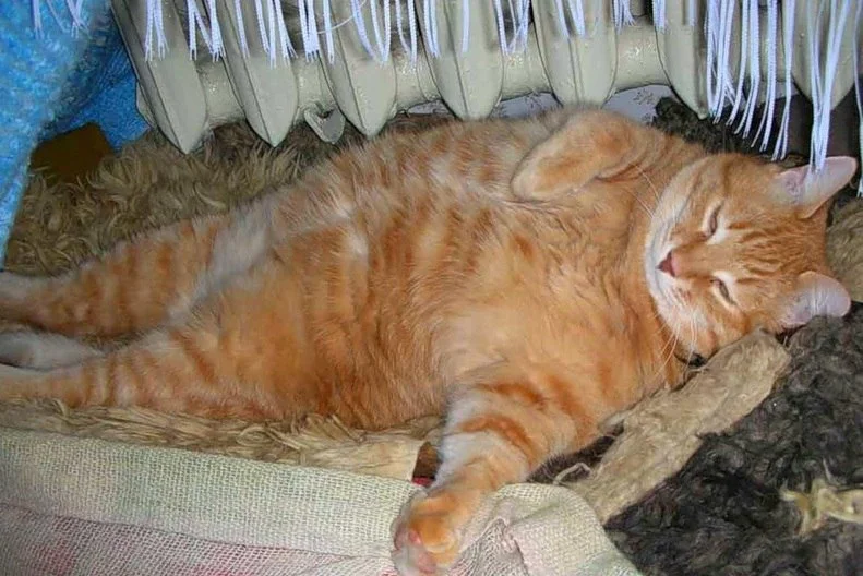 кот пончик.webp